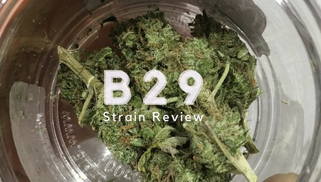 B29 cannabis flower from the original UK review archive.
