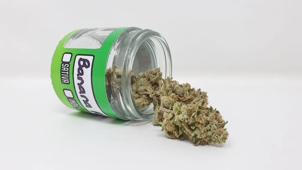 Banana Punch cannabis flower from the original UK review archive.