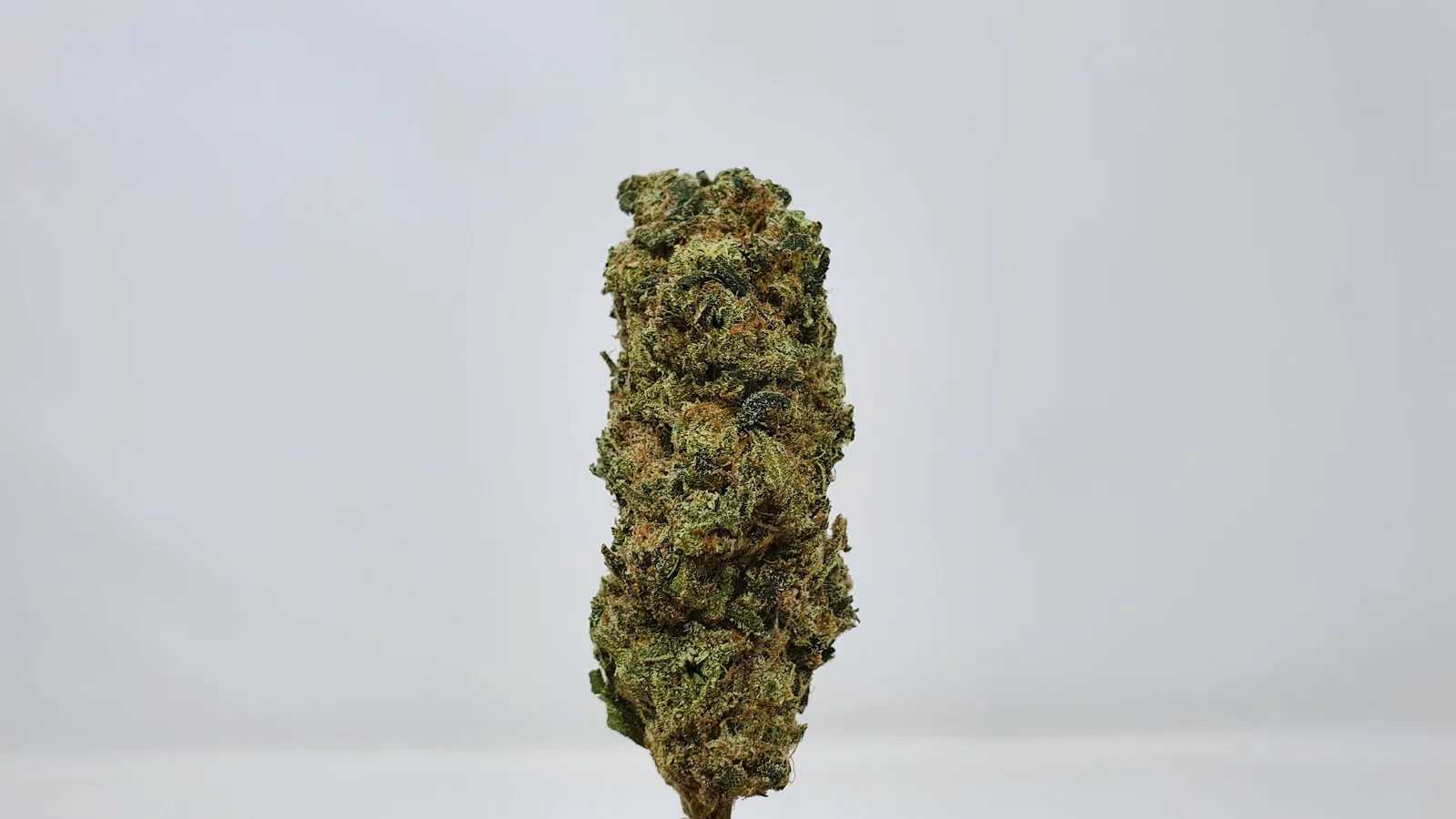 Biker Mouse cannabis flower from the original UK review archive.