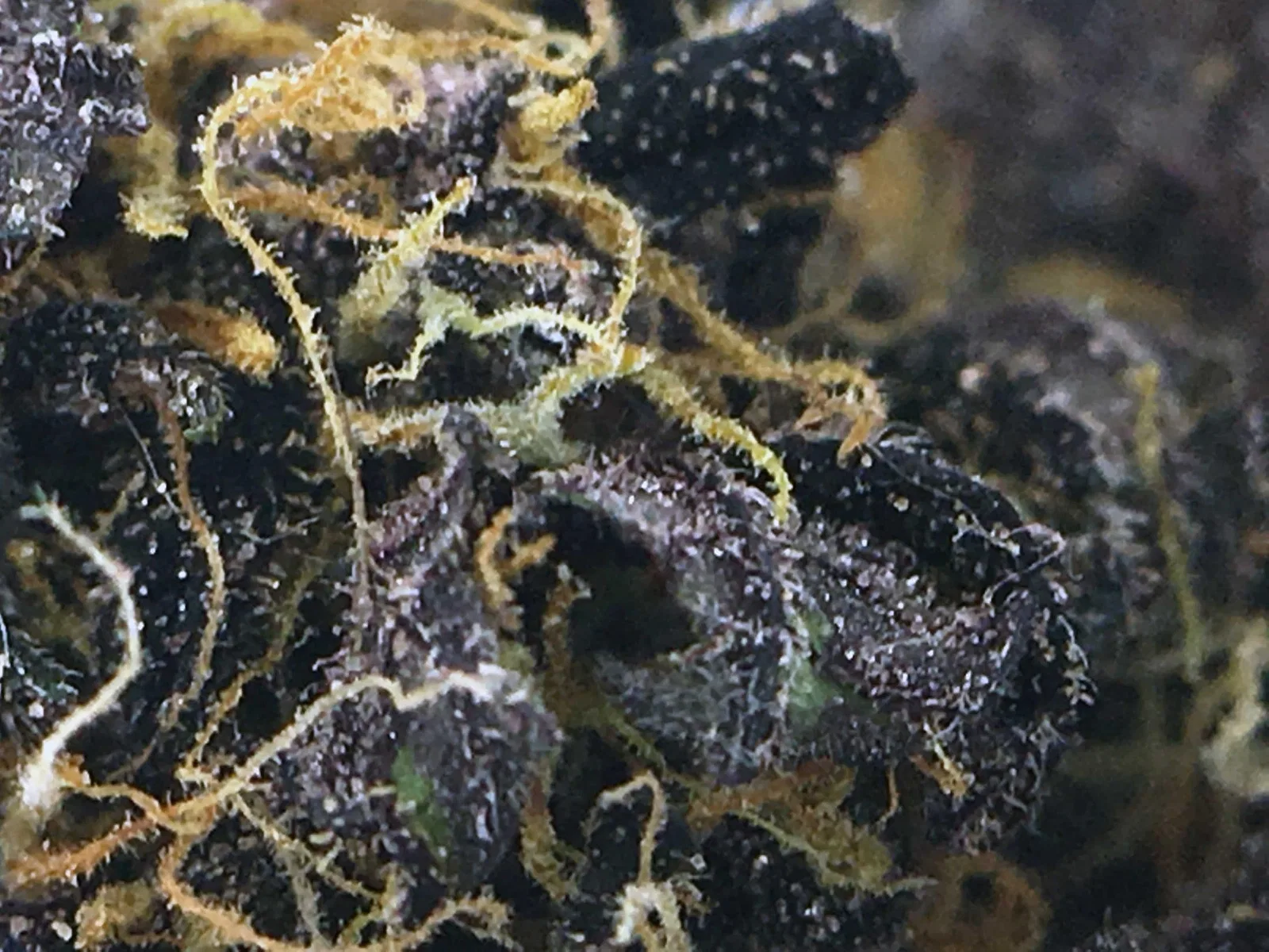 Blackberry Kush