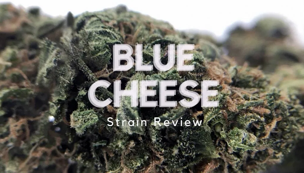 Blue Cheese cannabis flower from the original UK review archive.