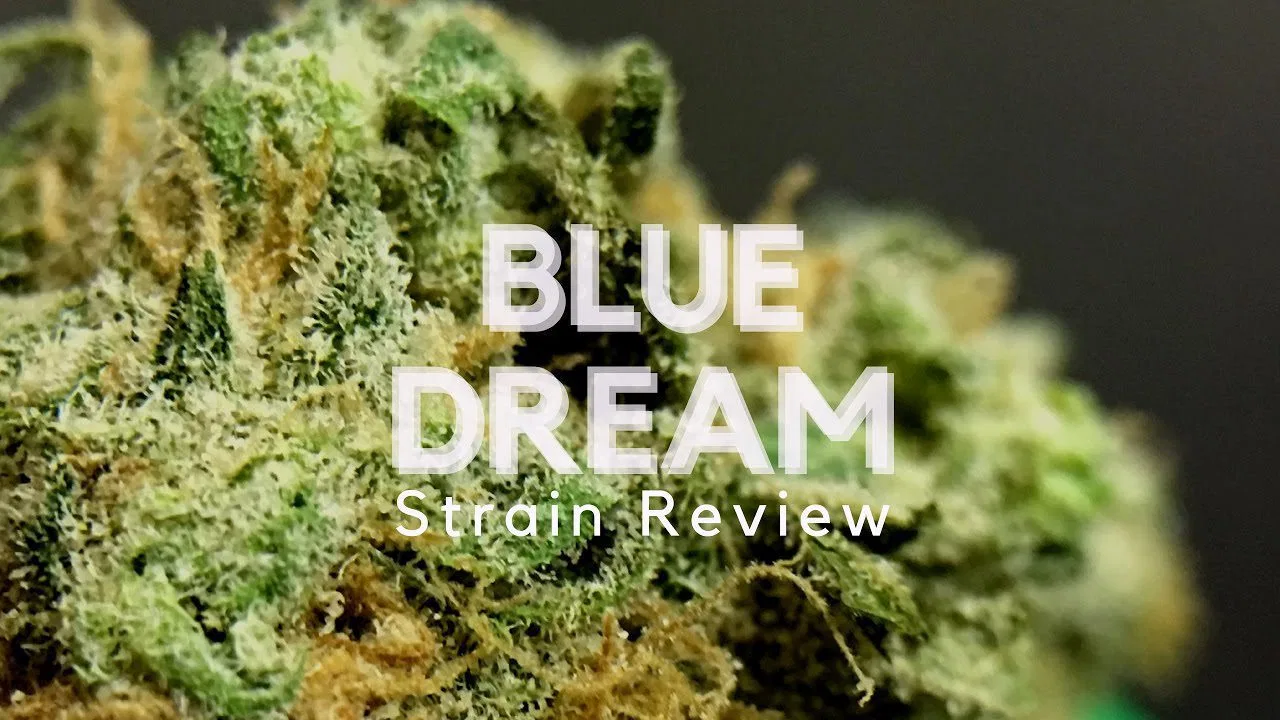 Blue Dream cannabis flower from the original UK review archive.