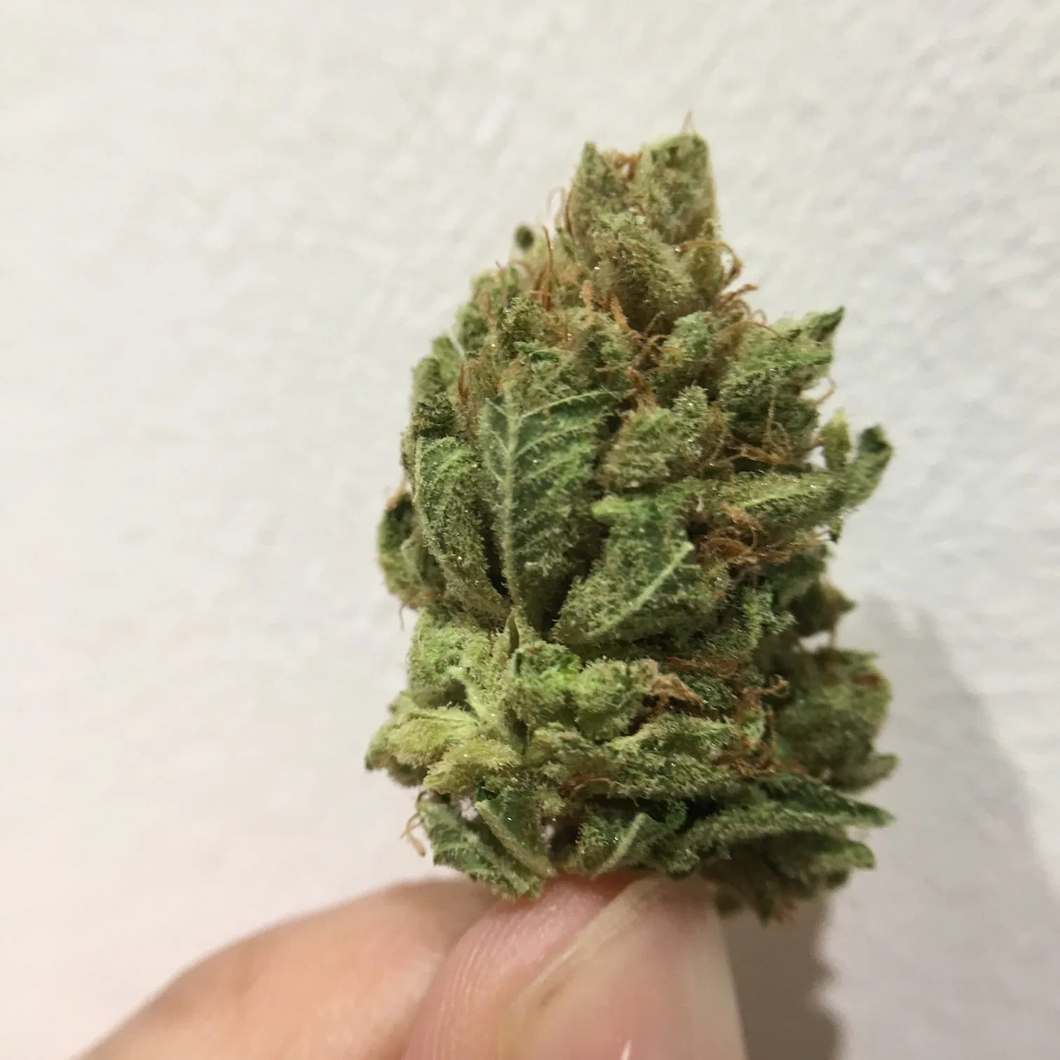 Chemdog cannabis flower from the original UK review archive.
