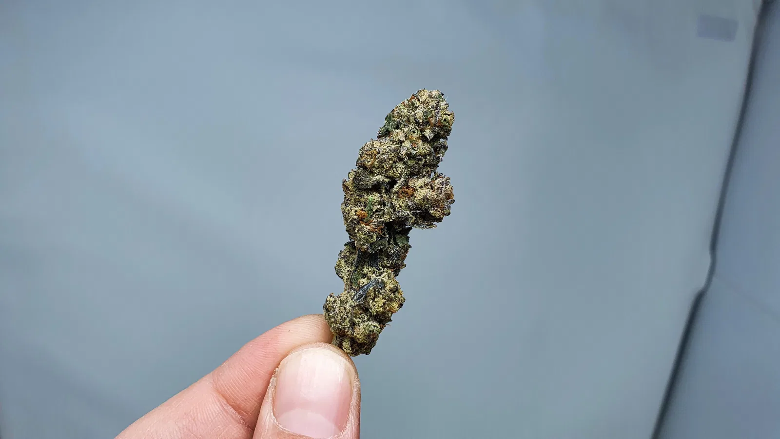 Cookies Zauce cannabis flower from the original UK review archive.