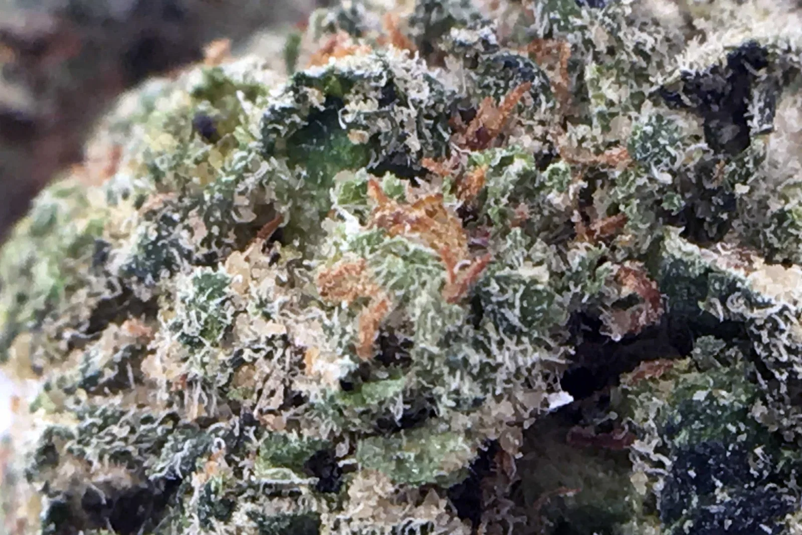 Deathbed Kush cannabis flower from the original UK review archive.