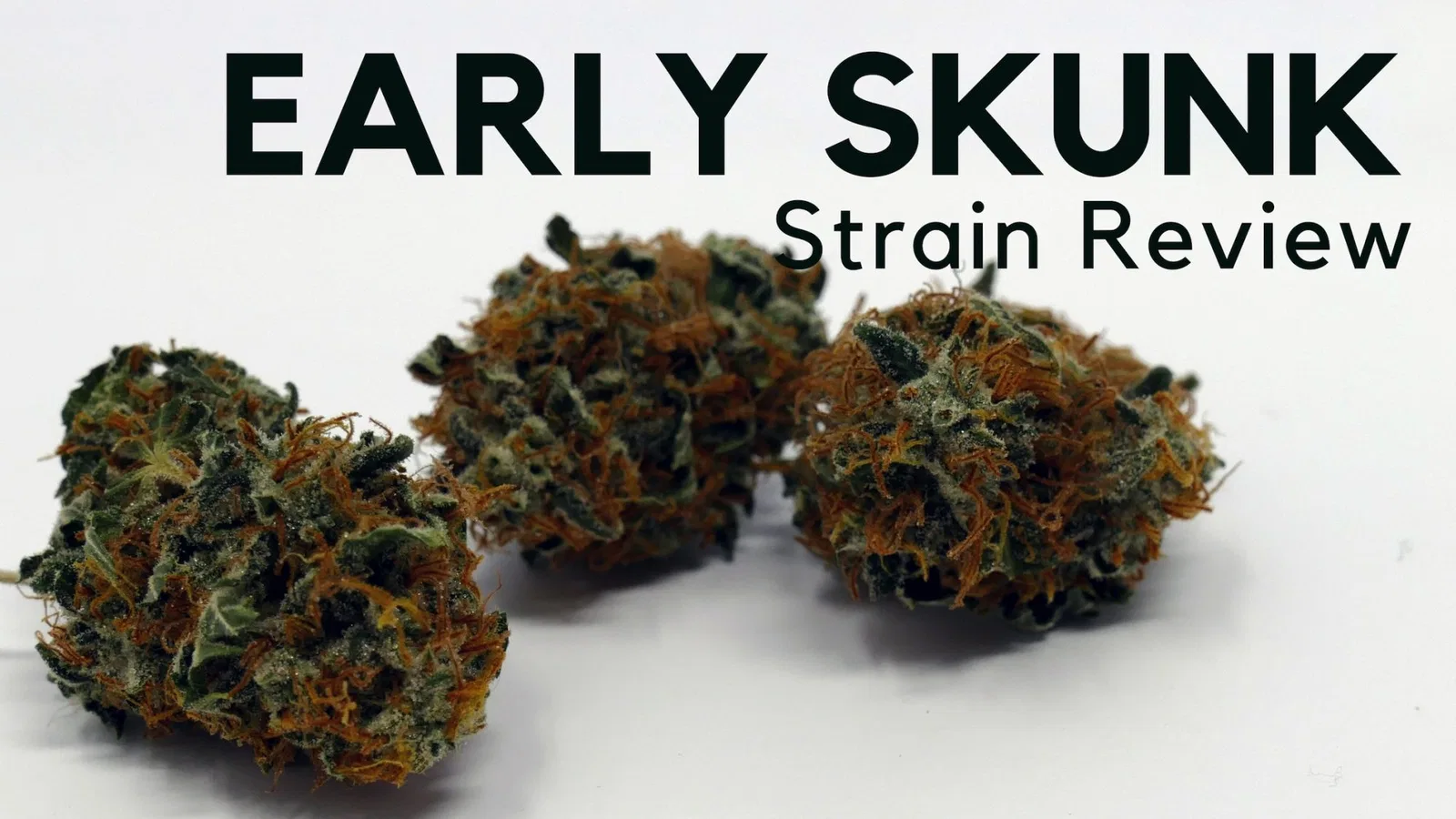 Early Skunk cannabis flower from the original UK review archive.