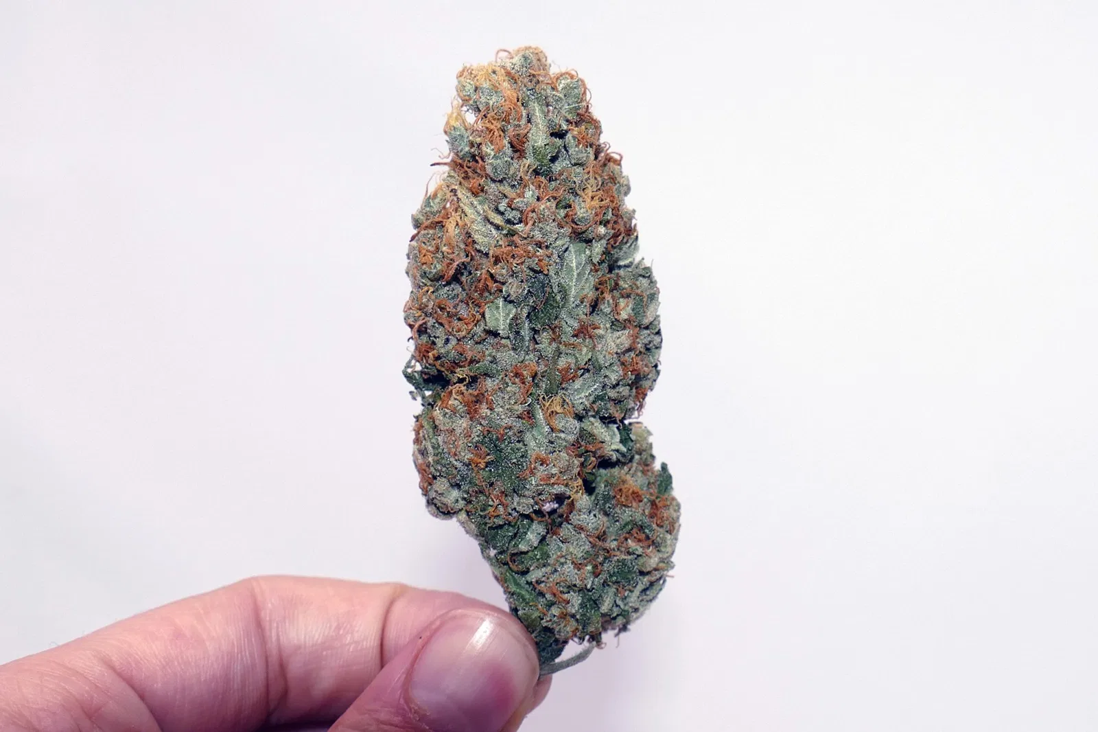 Gigantuan Automatic cannabis flower from the original UK review archive.