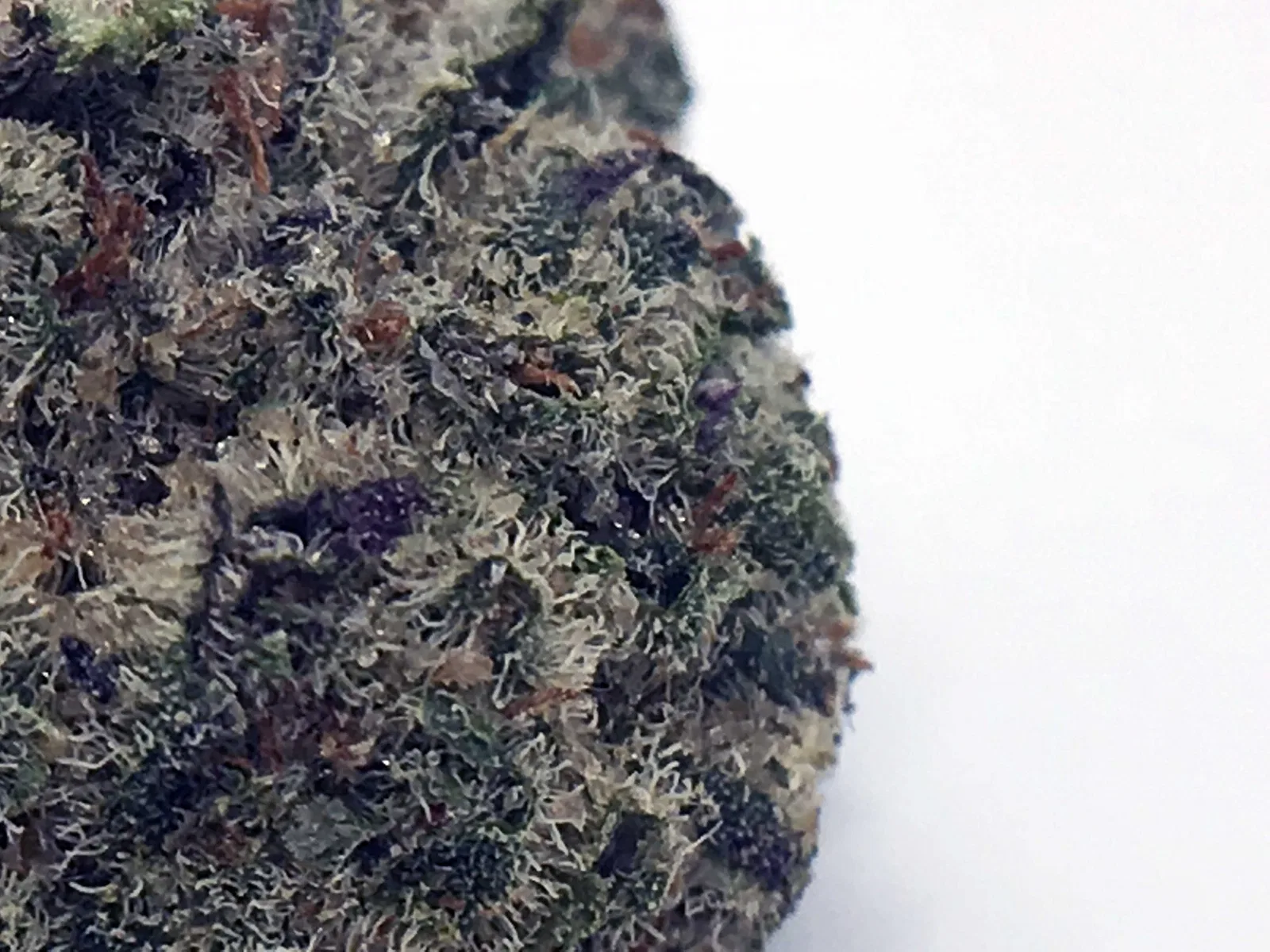 Girl Scout Cookies cannabis flower from the original UK review archive.