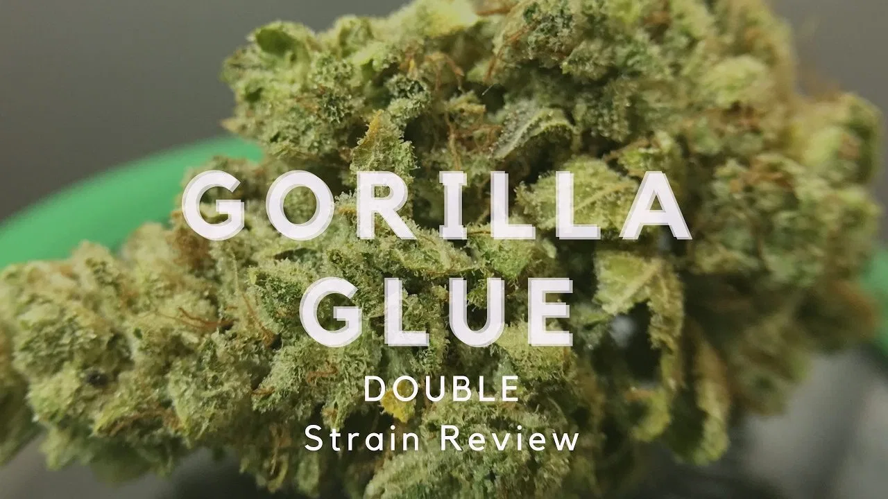 Gorilla Glue #4 cannabis flower from the original UK review archive.