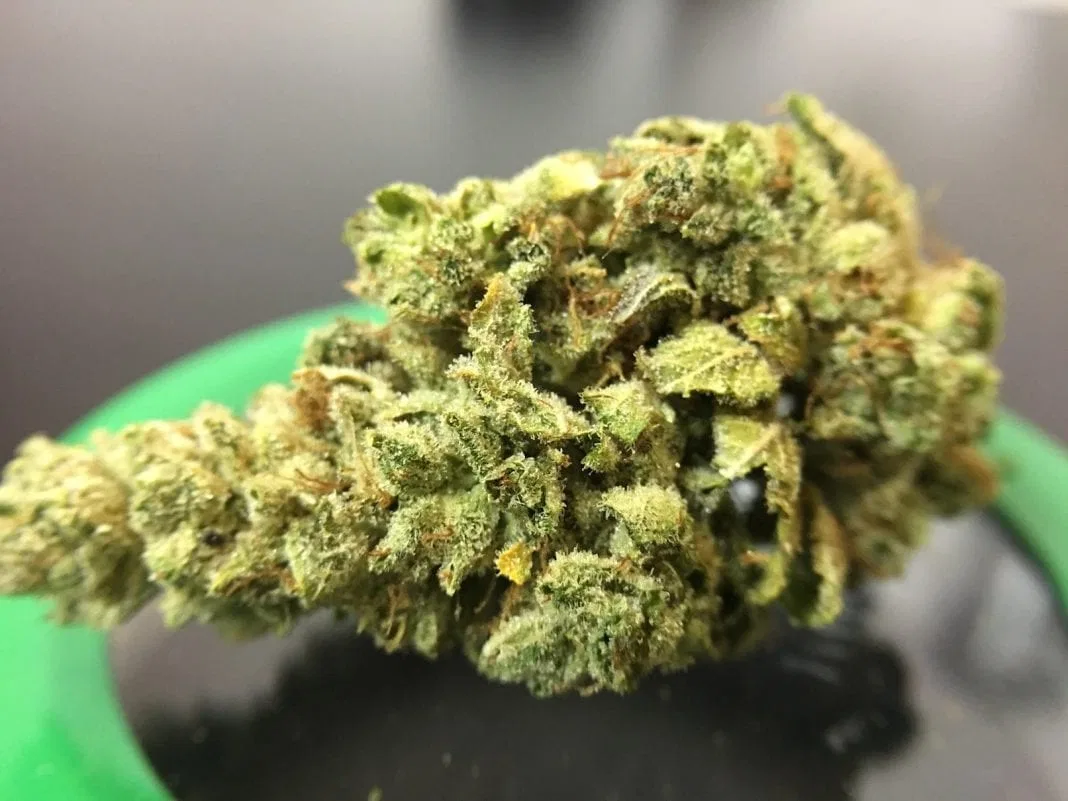 Gorilla Glue #4 cannabis flower from the original UK review archive.