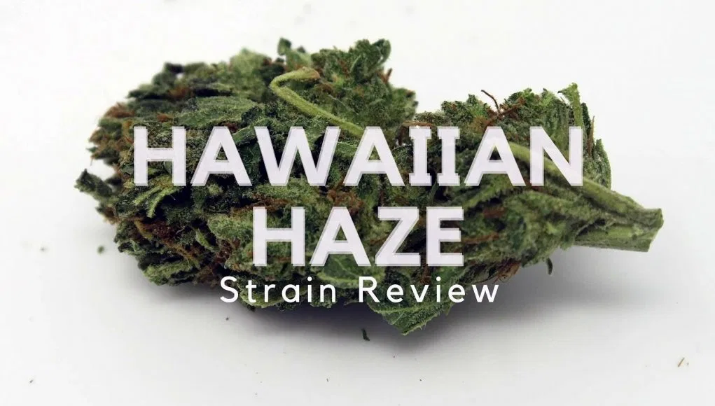 Hawaiian Haze cannabis flower from the original UK review archive.