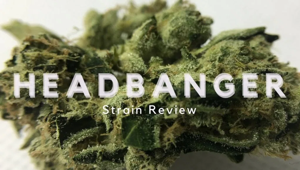 Headbanger cannabis flower from the original UK review archive.