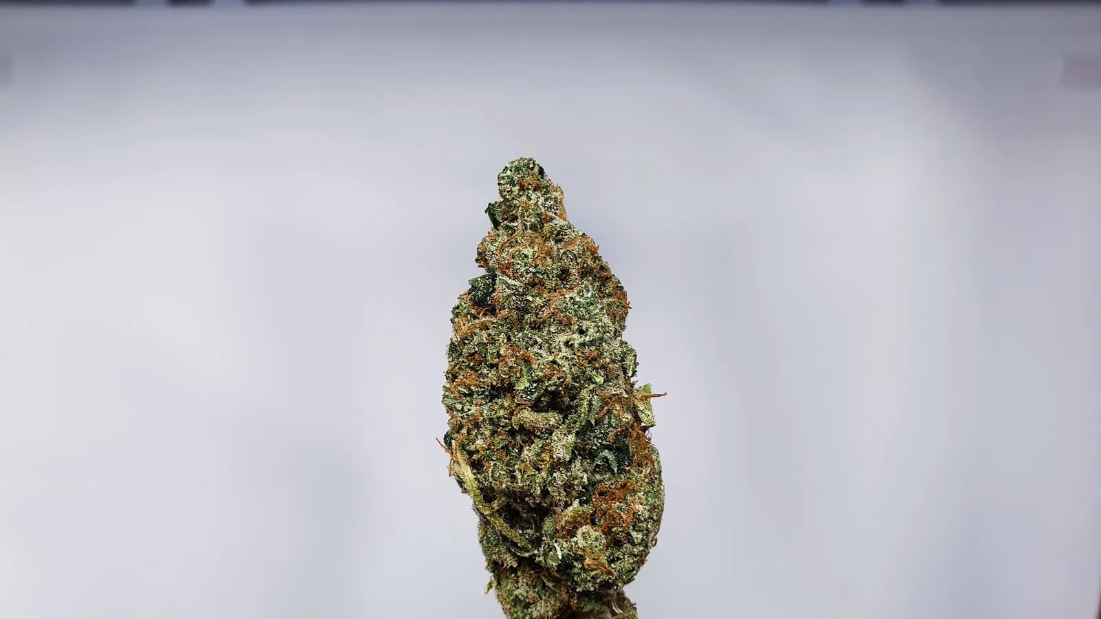 Hubba Bubba cannabis flower from the original UK review archive.