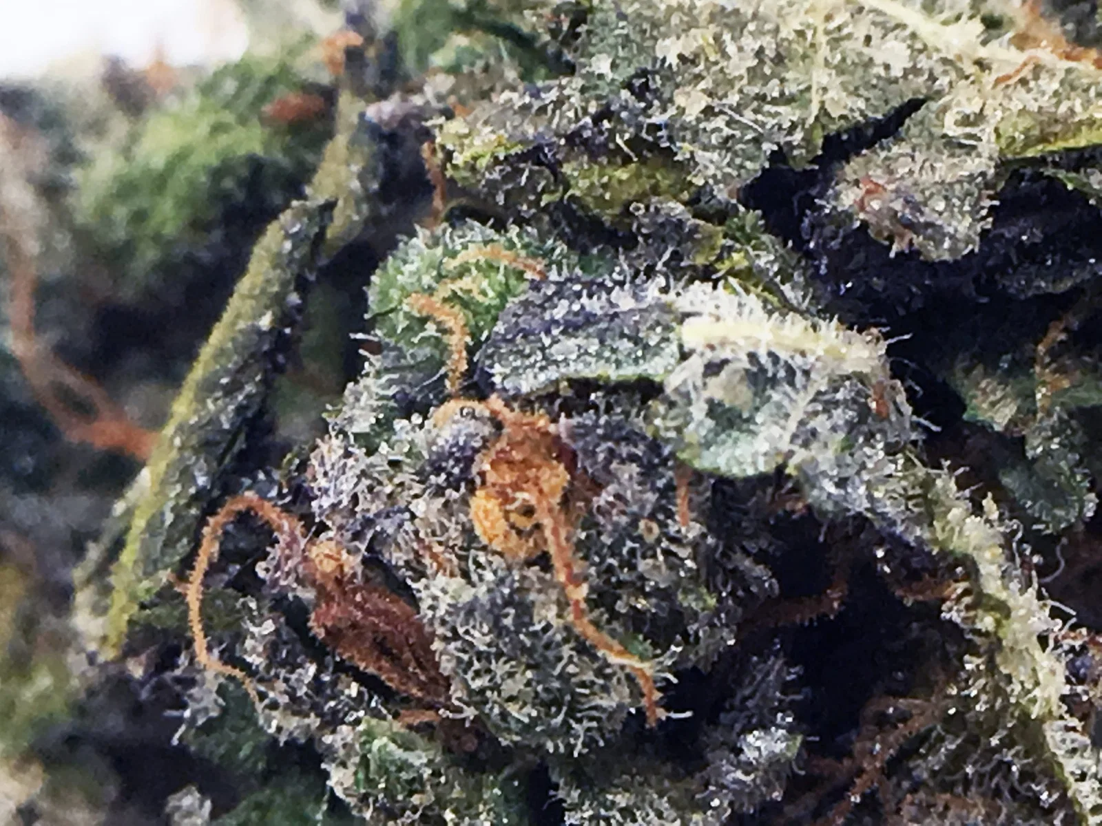 Jaffa Caked Cookies cannabis flower from the original UK review archive.