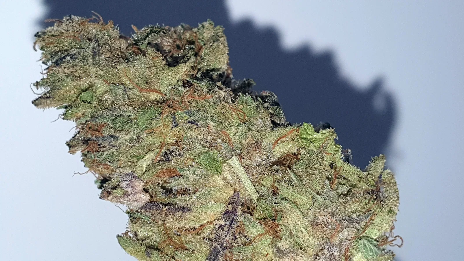 Jaffacito cannabis flower from the original UK review archive.