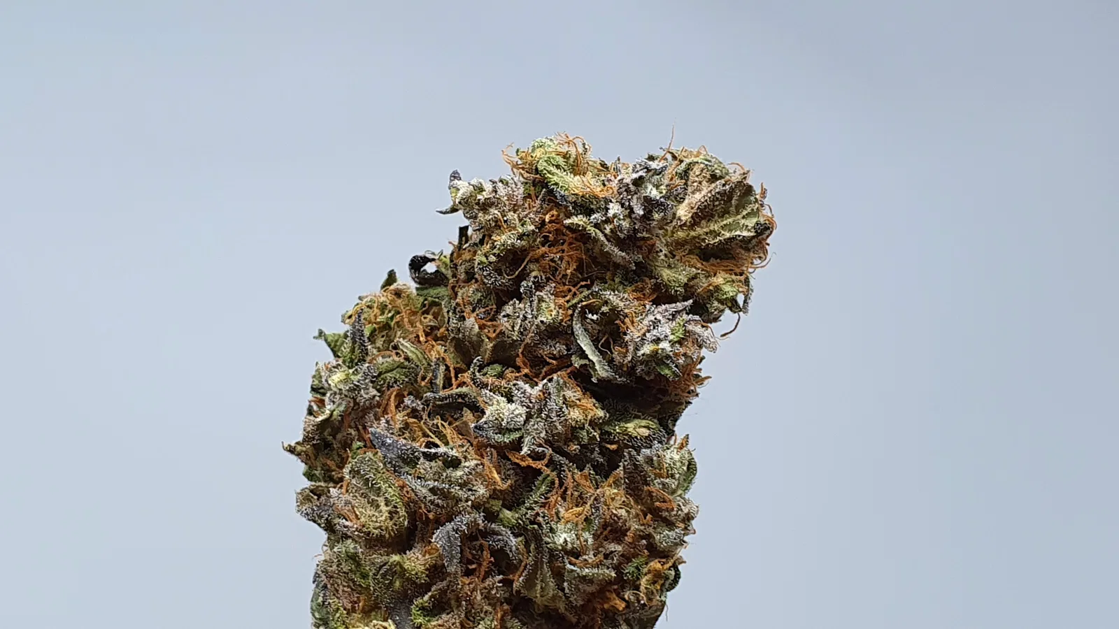Kurokush