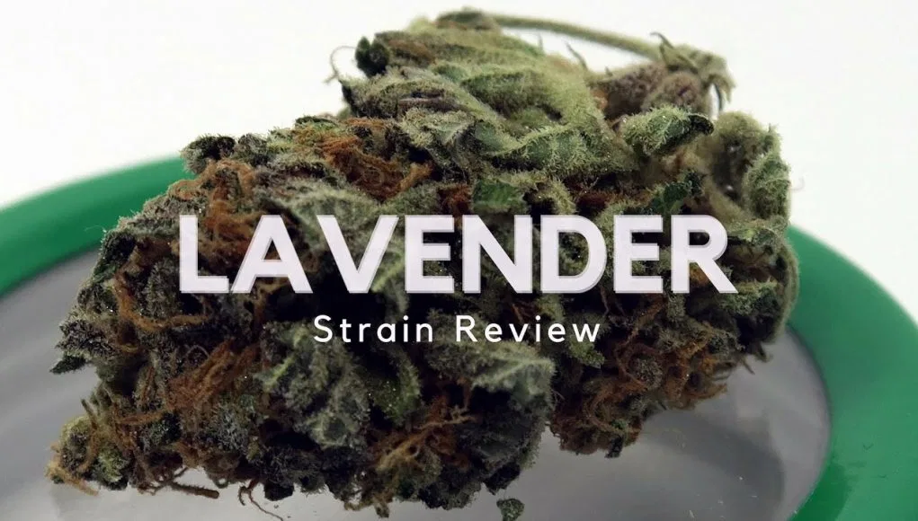 Lavender cannabis flower from the original UK review archive.