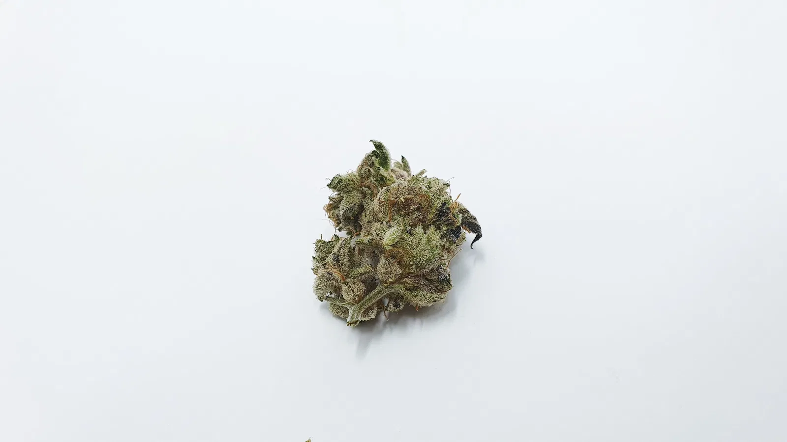 Lemon Lime Pie cannabis flower from the original UK review archive.