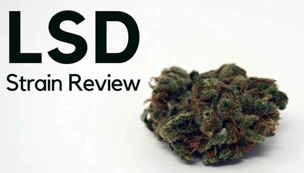 LSD cannabis flower from the original UK review archive.