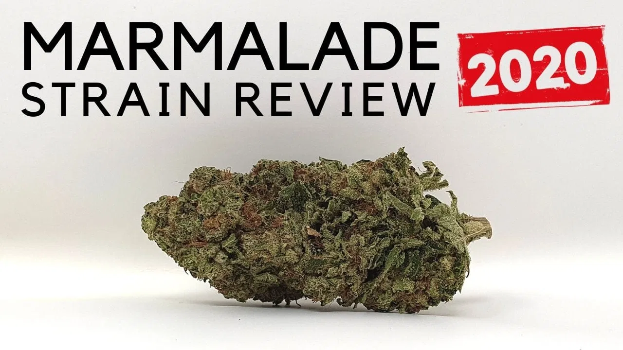 Marmalade Review (2020 Update)