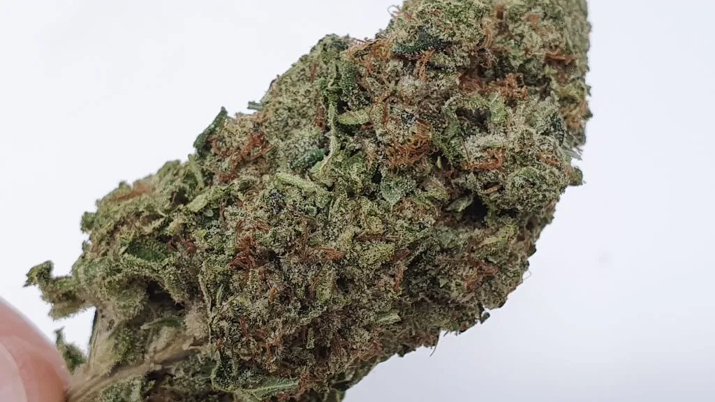Marmalade cannabis flower from the original UK review archive.