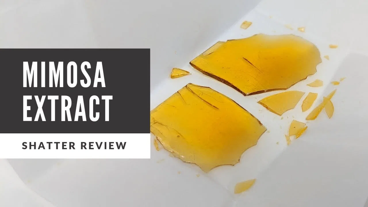 Mimosa cannabis flower from the original UK review archive.