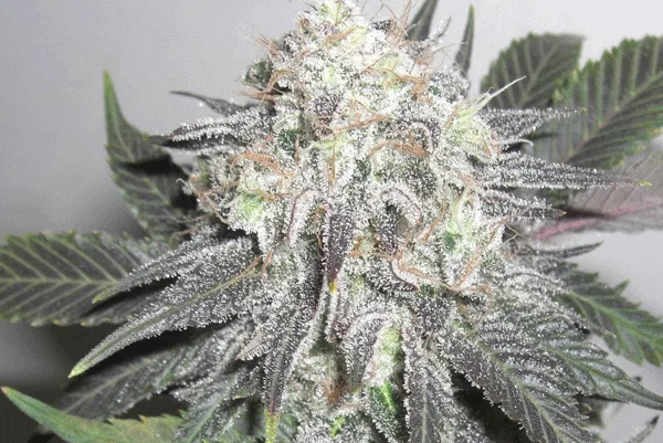 Nebula cannabis flower from the original UK review archive.