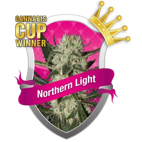 Northern Lights Cannabis Strain Review Plus Your Chance to Win Cananbis Seeds!