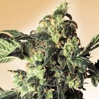 Northern Lights Cannabis Strain Review Plus Your Chance to Win Cananbis Seeds! cannabis flower from the original UK review archive.