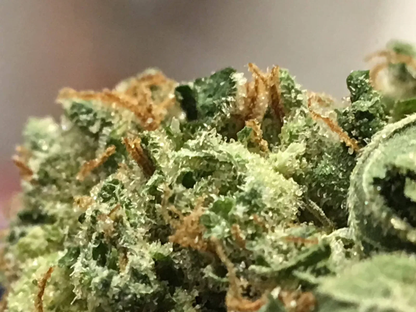 OG #18 cannabis flower from the original UK review archive.
