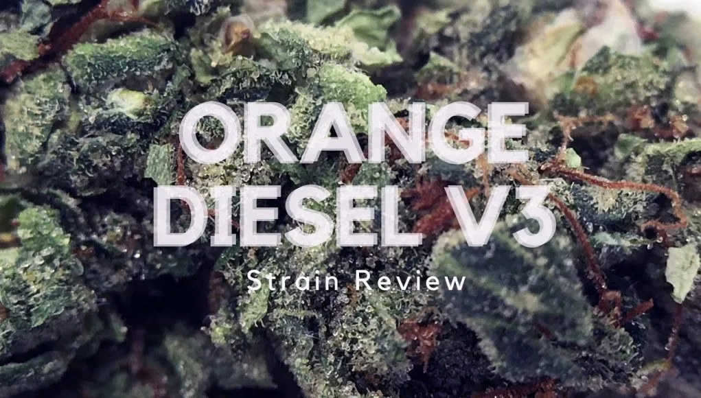 Orange Diesel V3 [ODV3] cannabis flower from the original UK review archive.