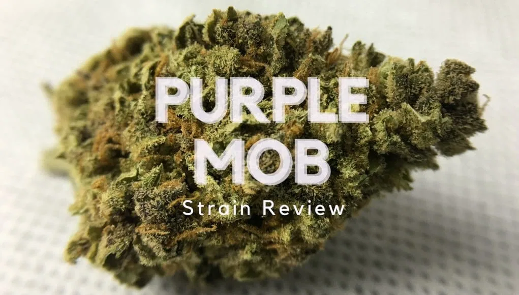 Purple Mother of Berries cannabis flower from the original UK review archive.
