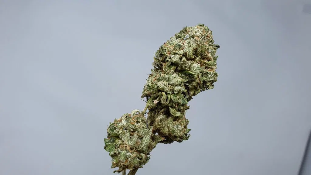 Rainbow Belts cannabis flower from the original UK review archive.