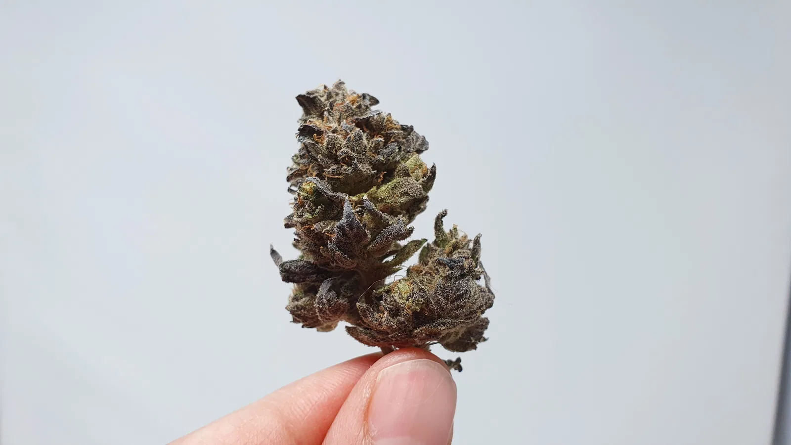Sherb Crasher cannabis flower from the original UK review archive.