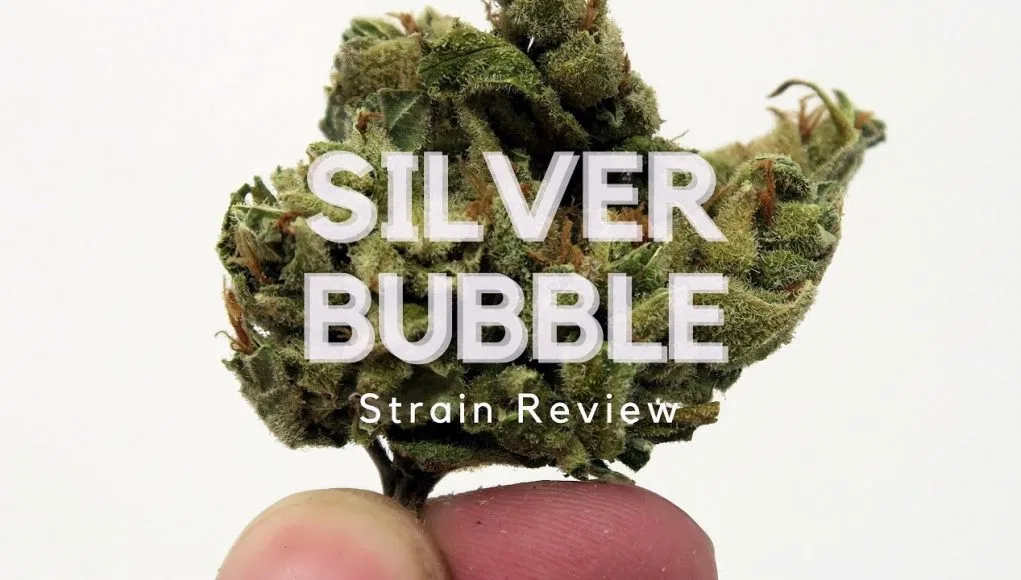 Silver Bubble cannabis flower from the original UK review archive.