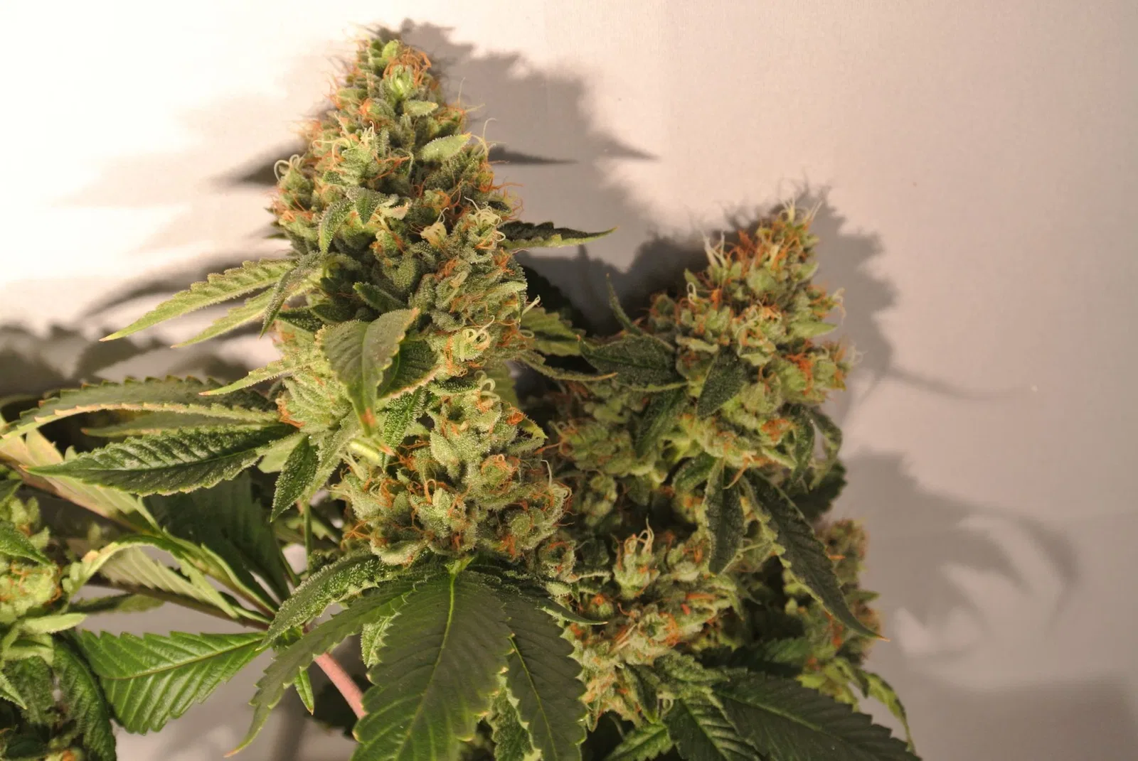 Skywalker OG cannabis flower from the original UK review archive.