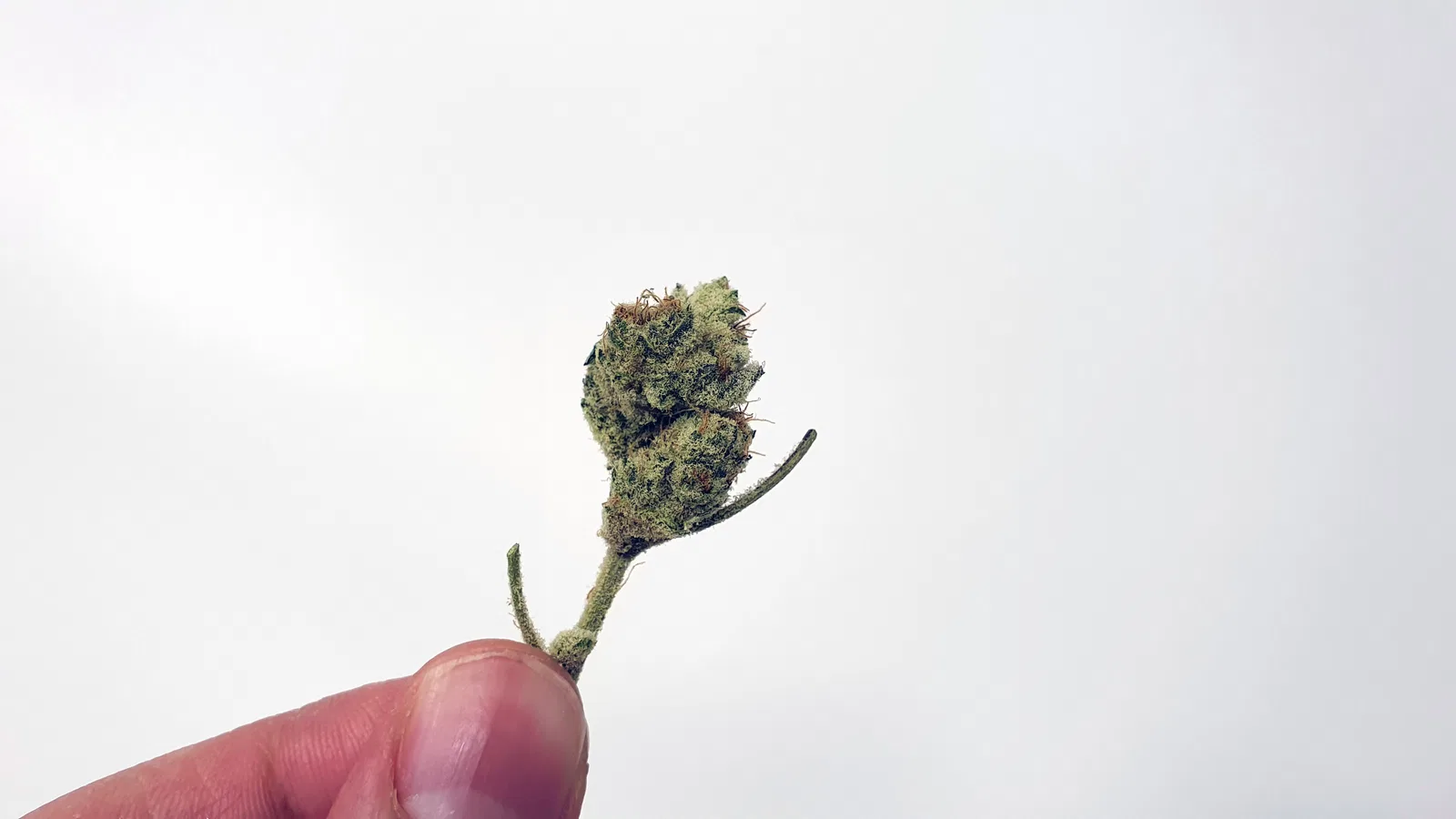 Slurricane cannabis flower from the original UK review archive.