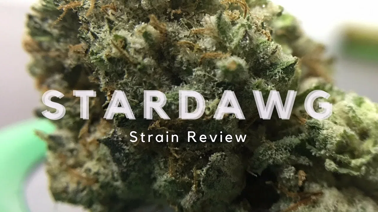 Stardawg cannabis flower from the original UK review archive.