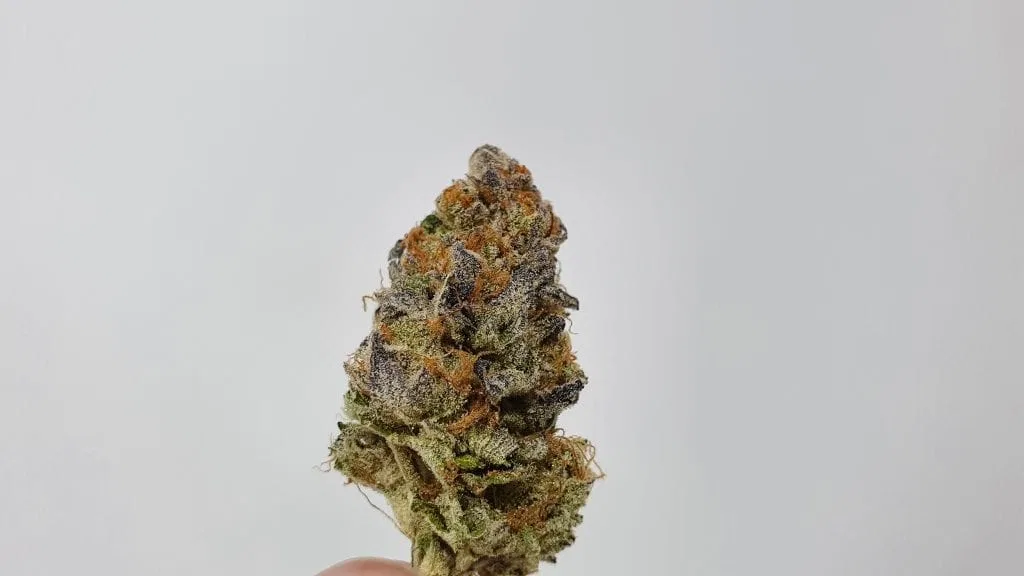Strawpicanna cannabis flower from the original UK review archive.