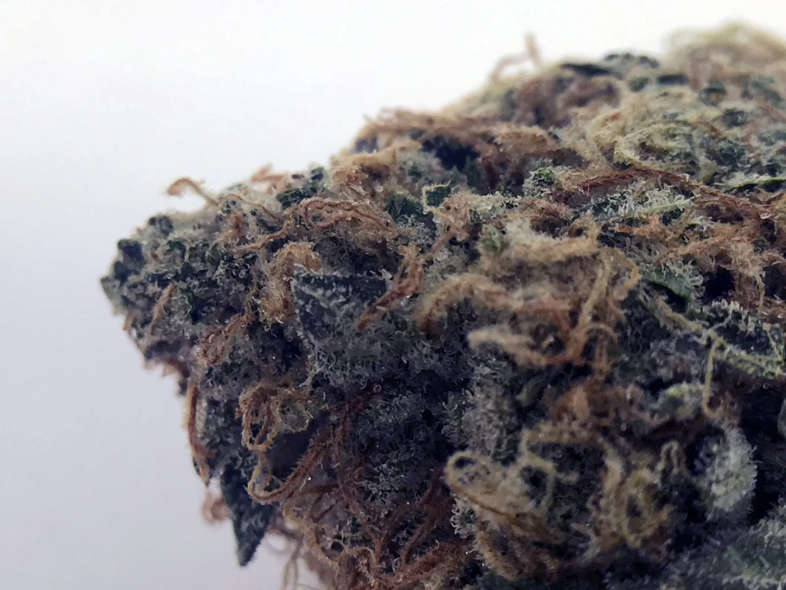 Violator Kush Cannabis Information & Review