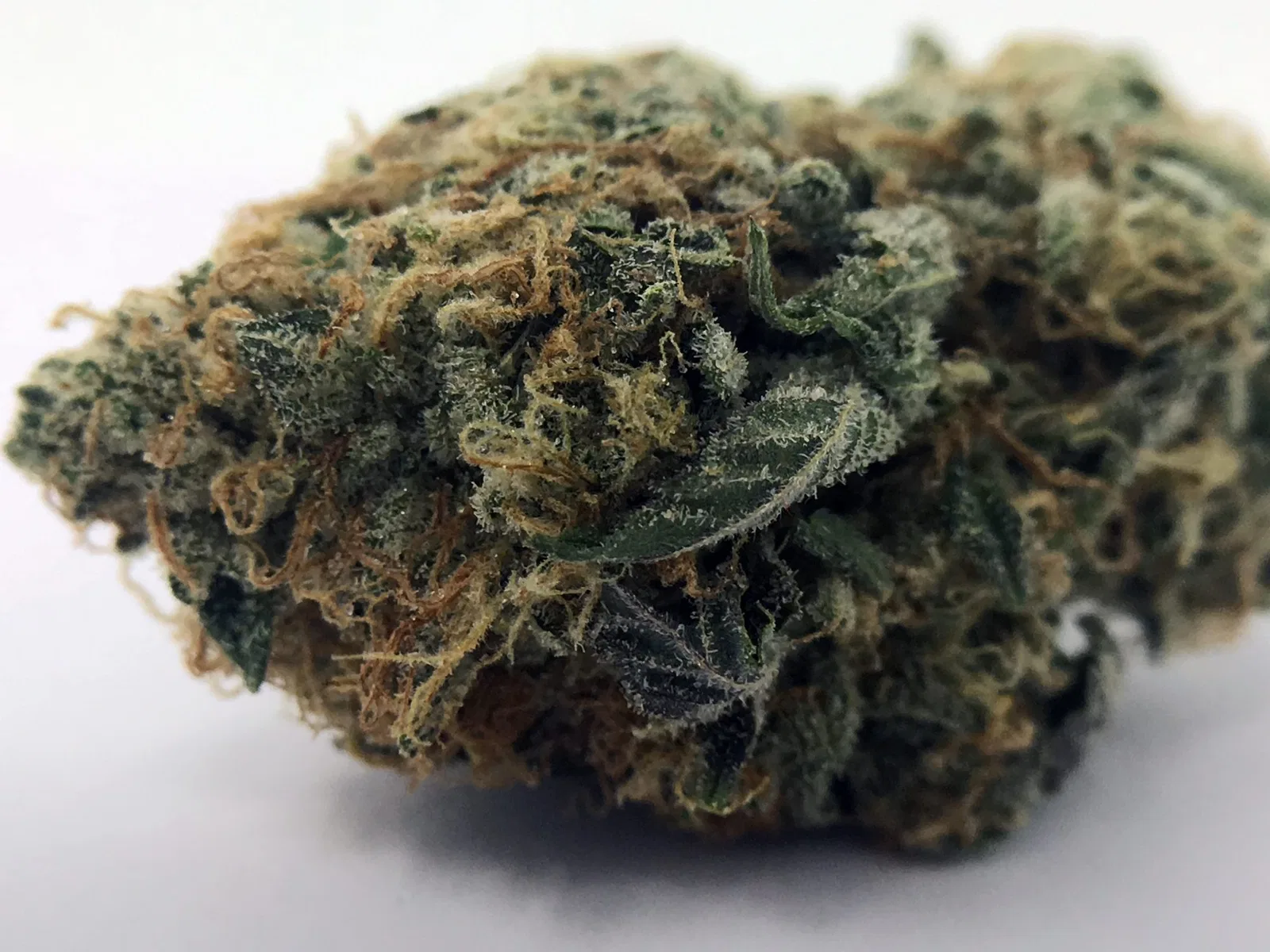 Violator Kush Cannabis Information & Review cannabis flower from the original UK review archive.